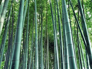 бамбук, рост, МЛМ